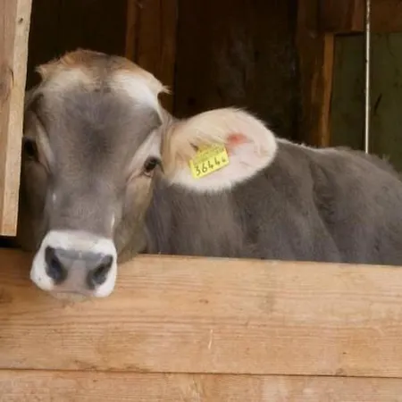 Apartament Hasenbueel By Interhome Ricken