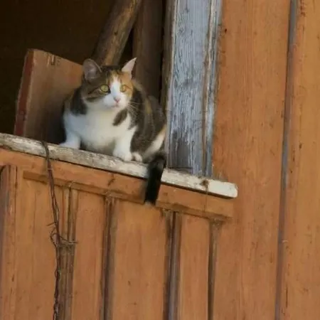 Hasenbueel By Interhome Apartament