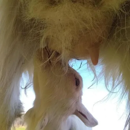 Hasenbueel By Interhome Apartament Ricken