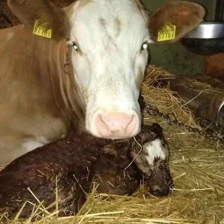 Hasenbueel By Interhome Apartament *