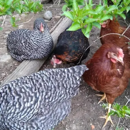 Apartament Hasenbueel By Interhome