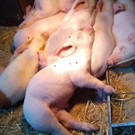 Apartament Hasenbueel By Interhome *