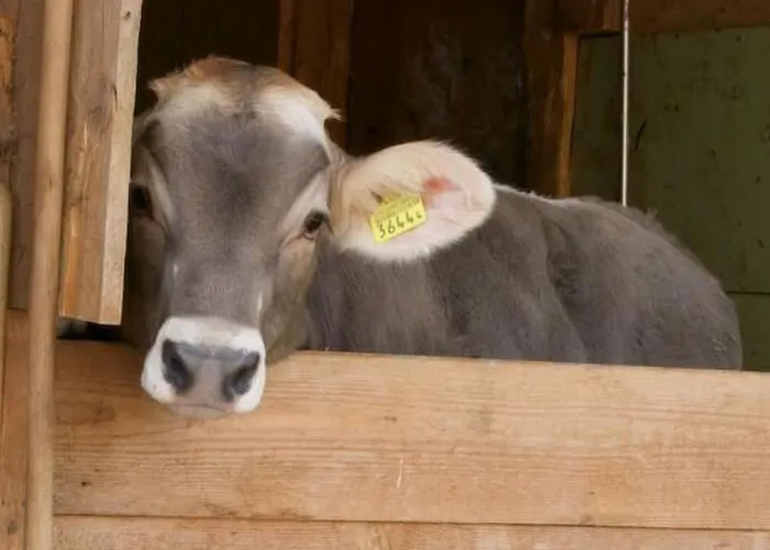 Apartment Hasenbueel By Interhome Ricken