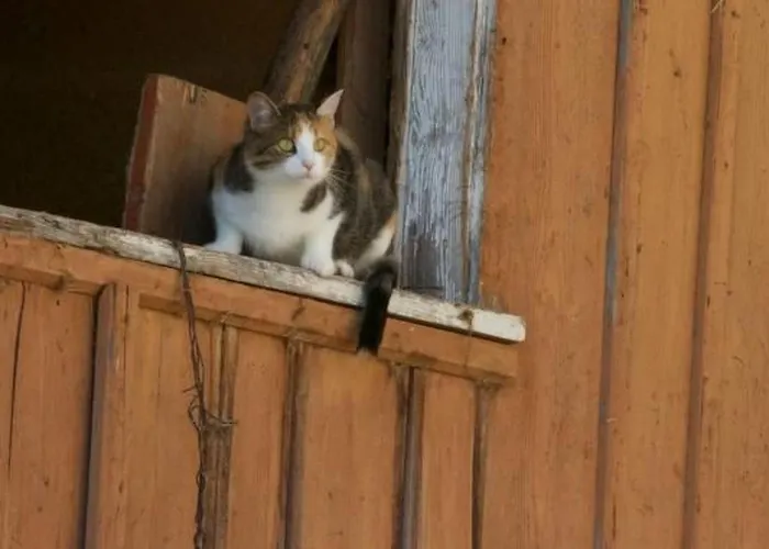 Hasenbueel By Interhome Lägenhet