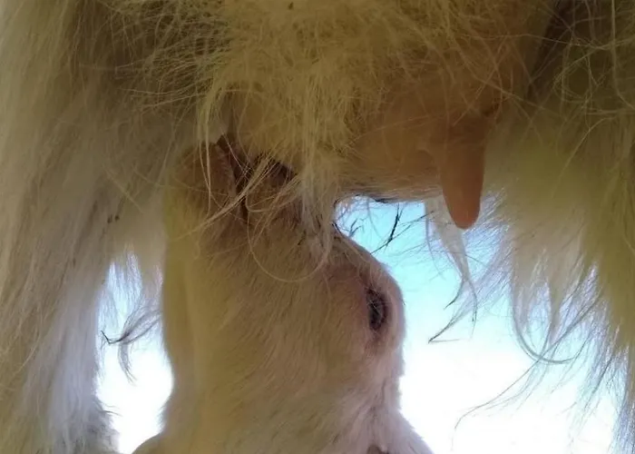 Hasenbueel By Interhome Apartment Ricken