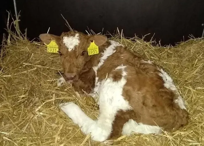 Hasenbueel By Interhome Lägenhet