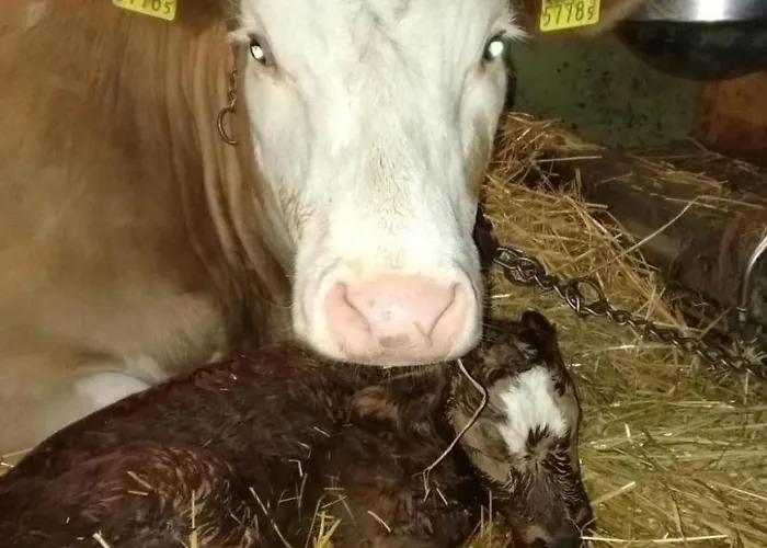 Hasenbueel By Interhome Lägenhet *