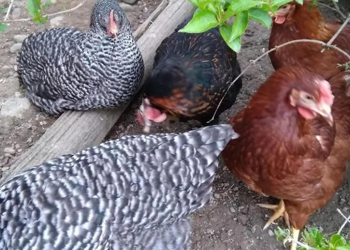 Lägenhet Hasenbueel By Interhome