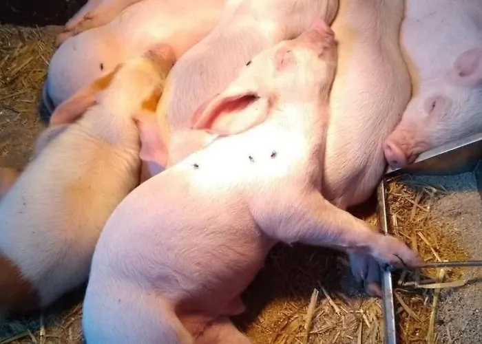 Apartment Hasenbueel By Interhome *