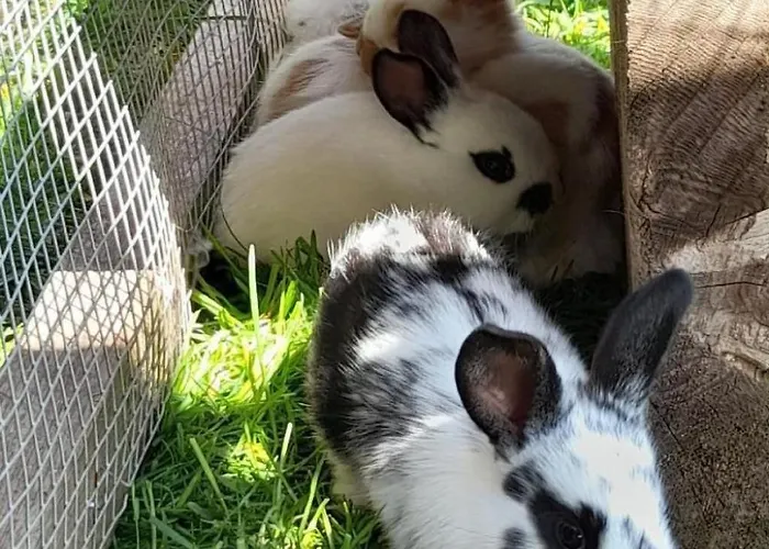 Hasenbueel By Interhome Apartament Ricken